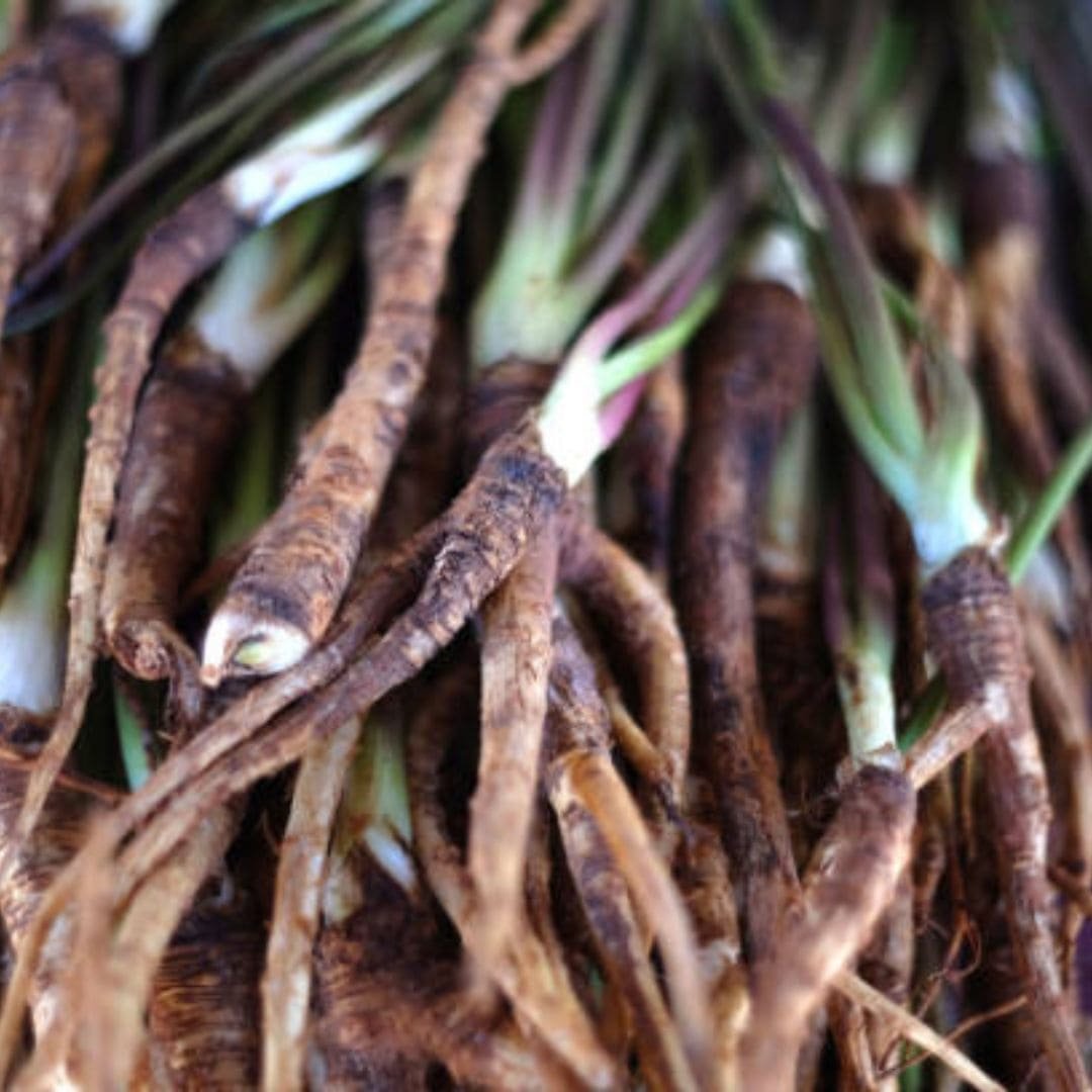 Dong Quai Root