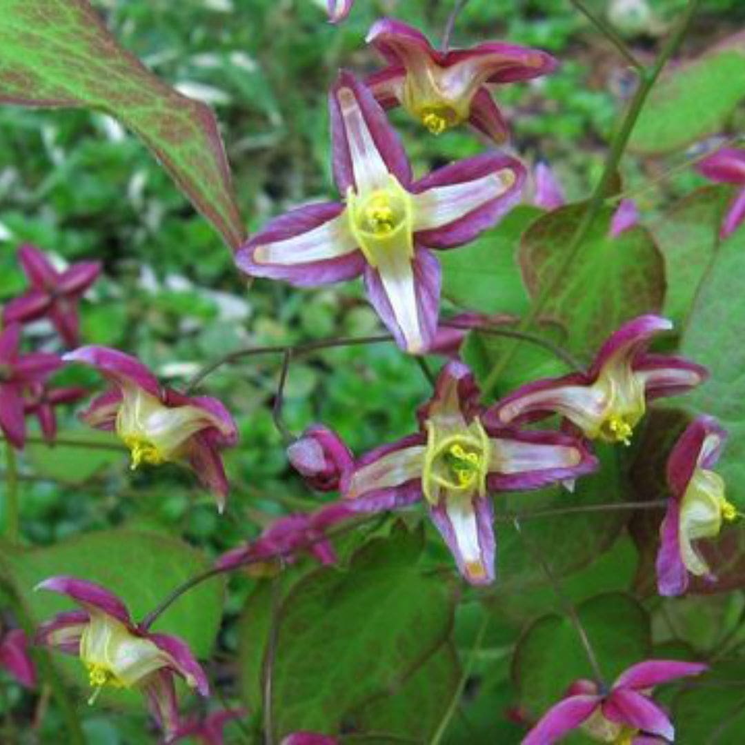 Horny Goat Weed (Epimedium)